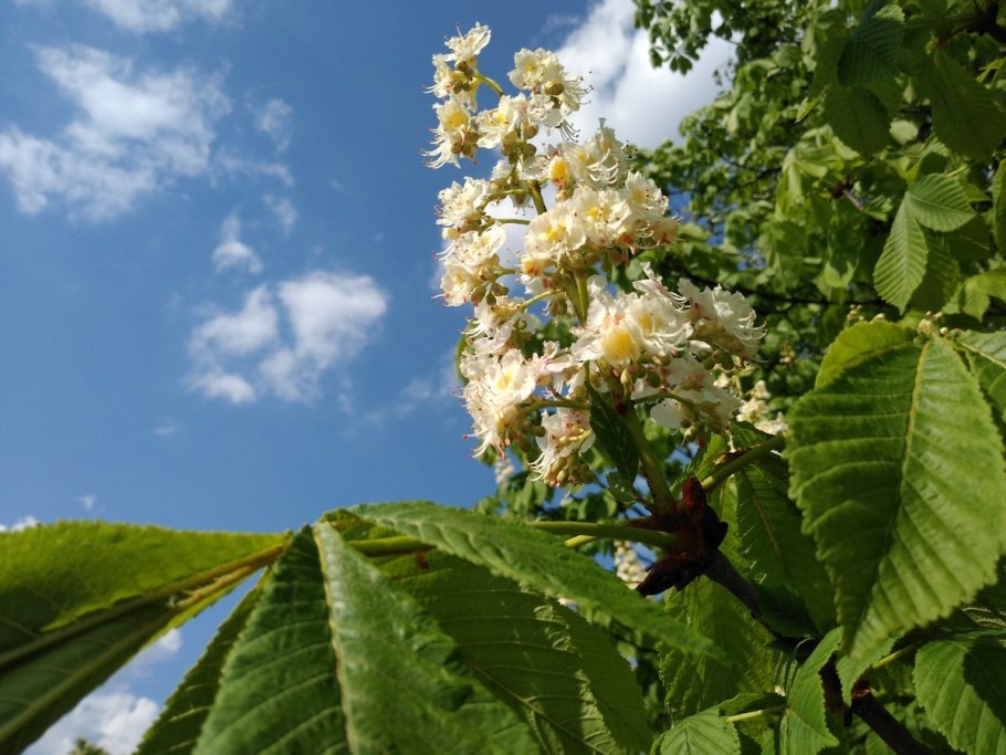 Каштан посевной съедобный