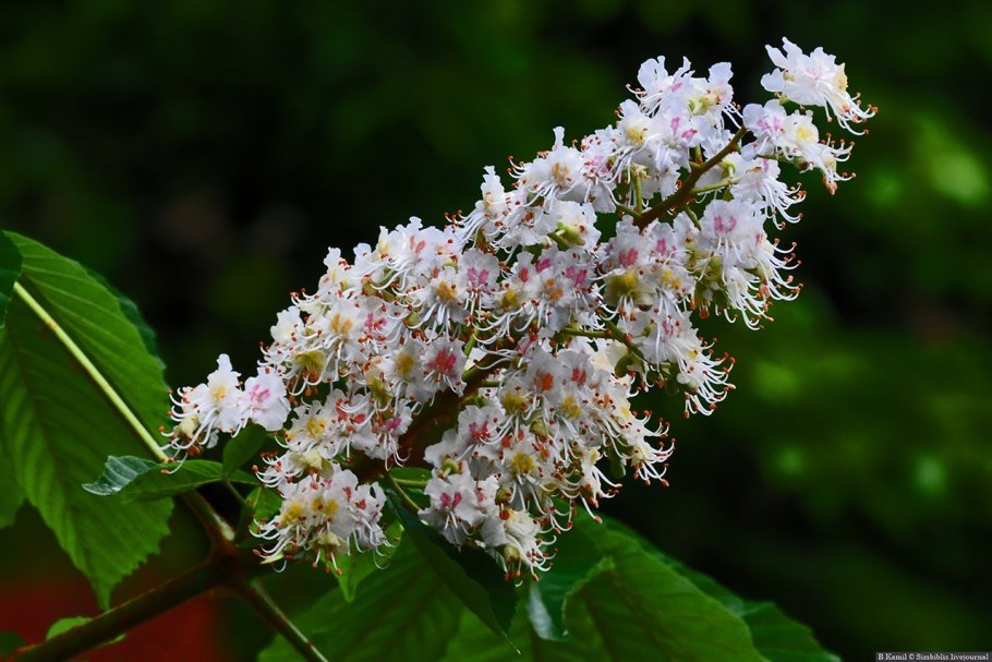Каштан конский кустовой