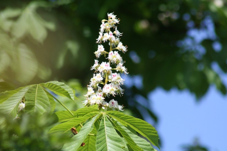 Конский каштан гладколистный