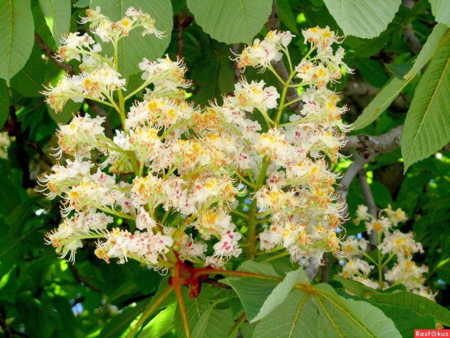 Каштан съедобный листья