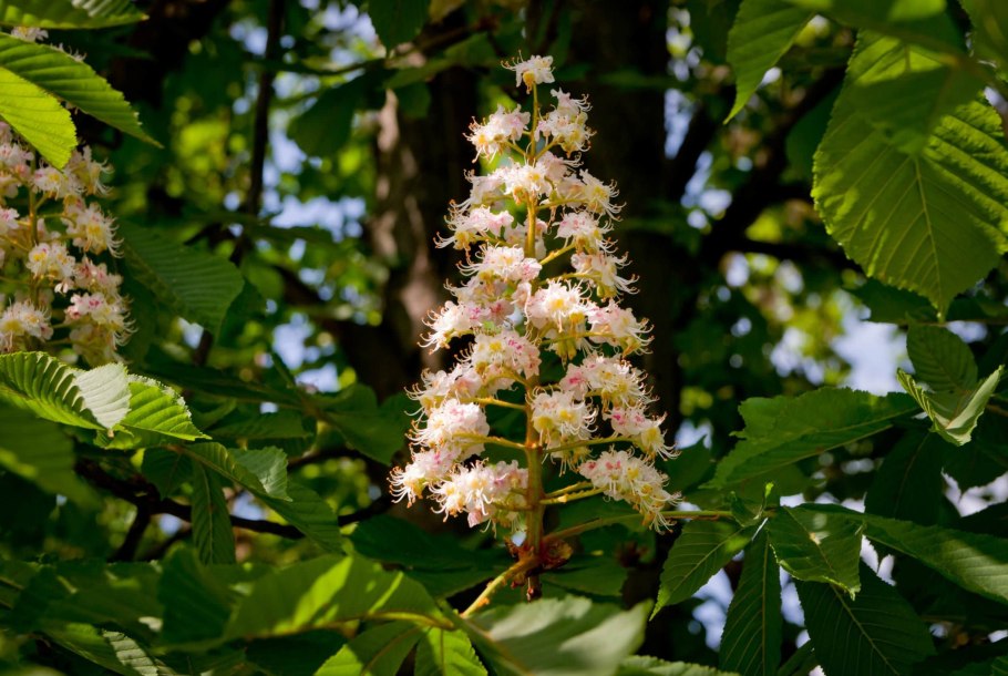 Конский каштан дерево цветет