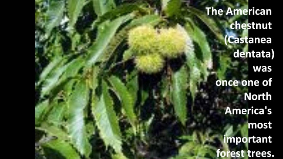 Каштан высокогорный