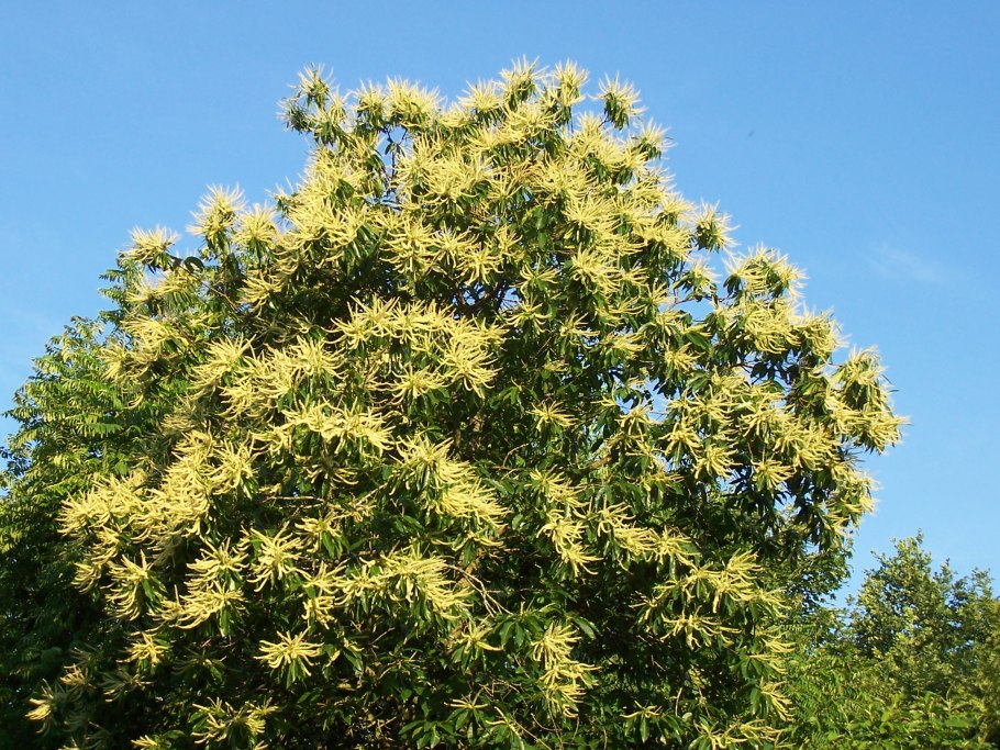 Каштан съедобный (посевной) сатива