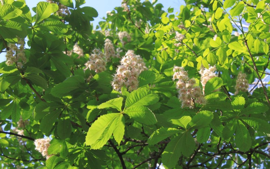 Каштан кавказский