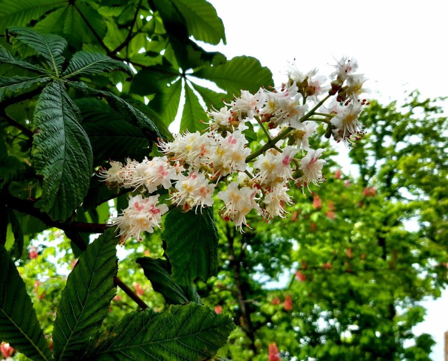 Каштан съедобный дерево