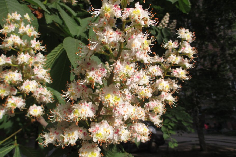 Каштан цветы 25г