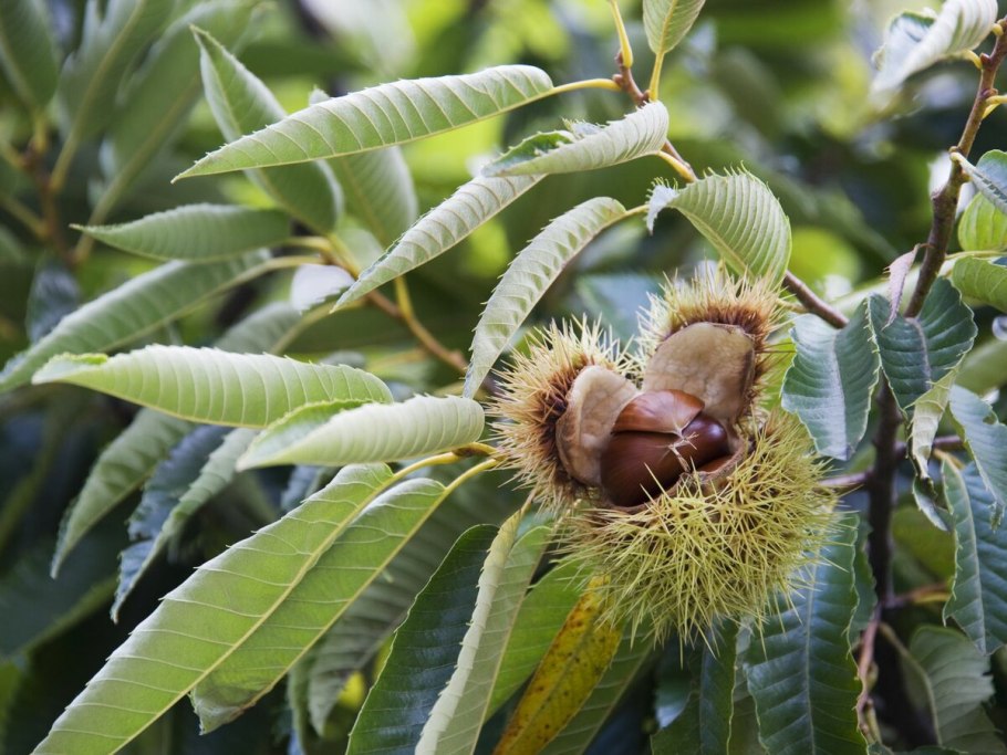 Пирамидальные цветы каштана
