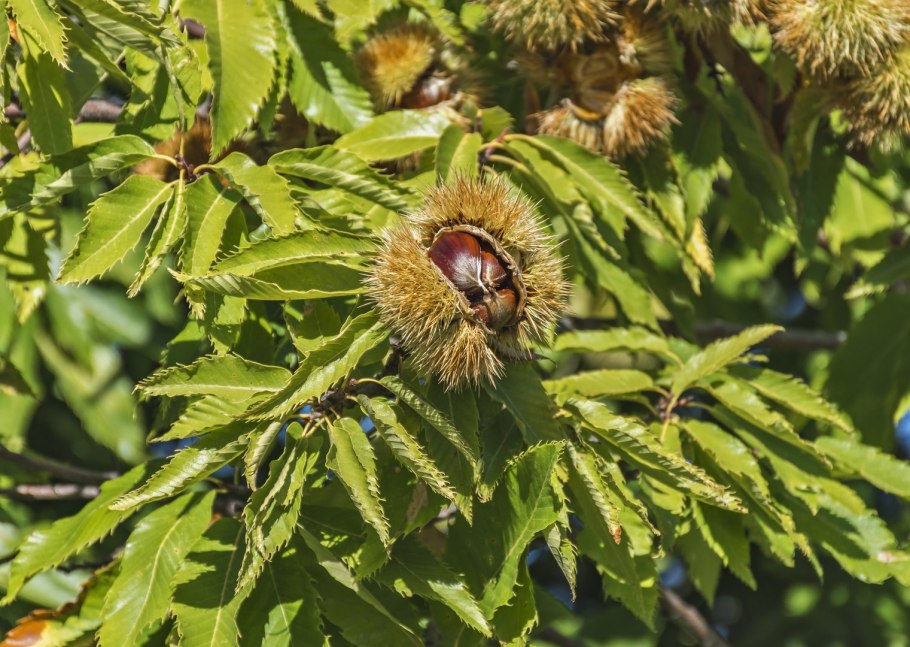 Каштан кустарниковый цветет