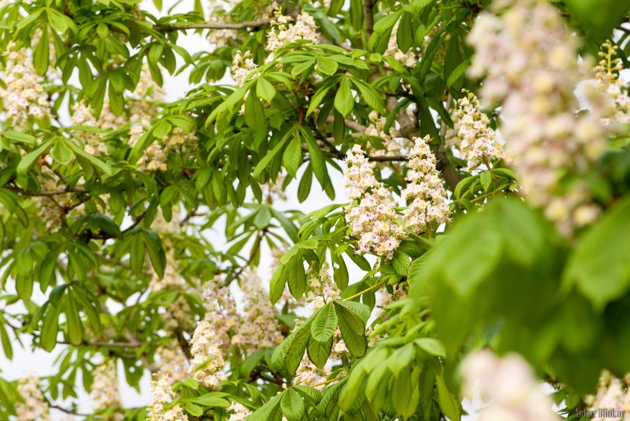 Каштан съедобный ареал