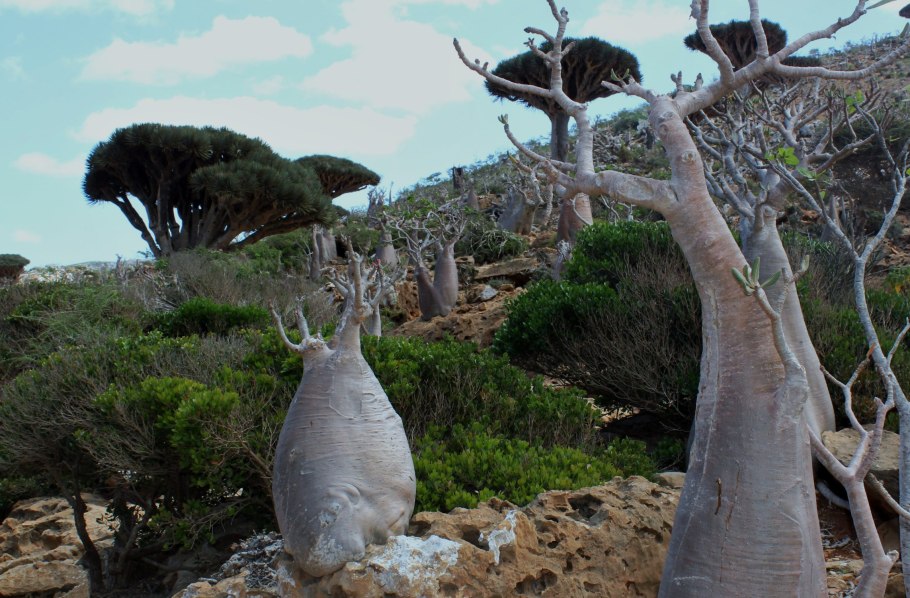 Баобаб Грегори Австралия