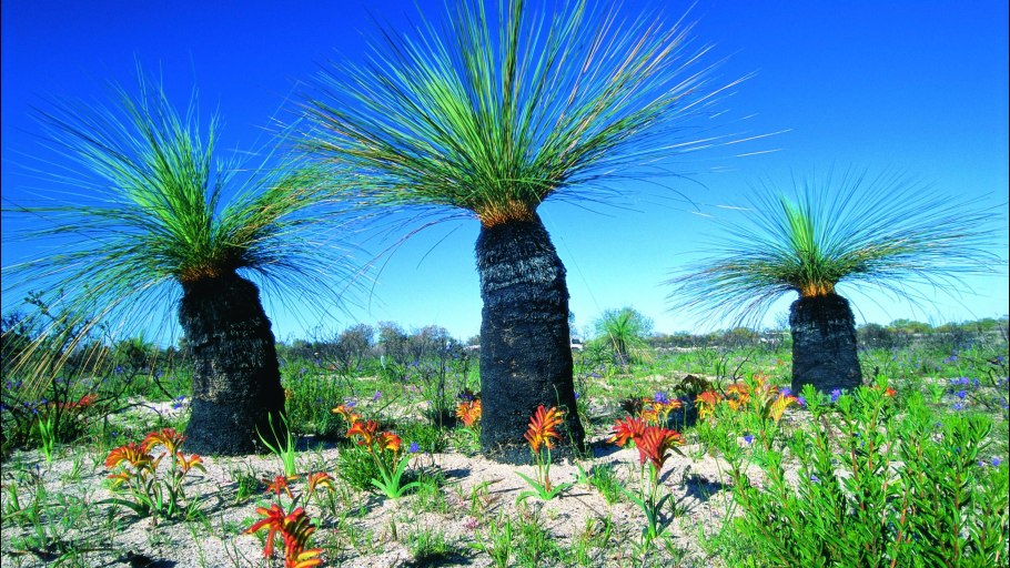 Дорстения гигантская Сокотра