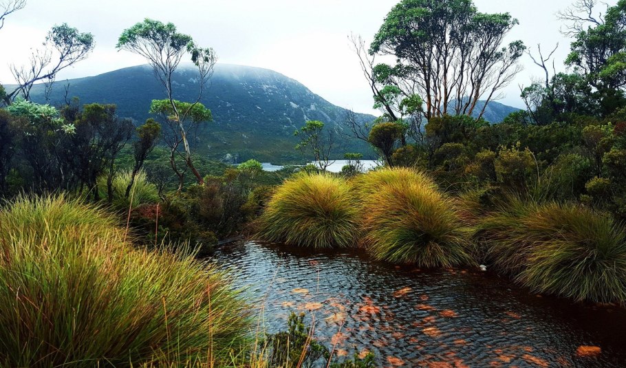 Национальный парк Фрейсине Тасмания Флора