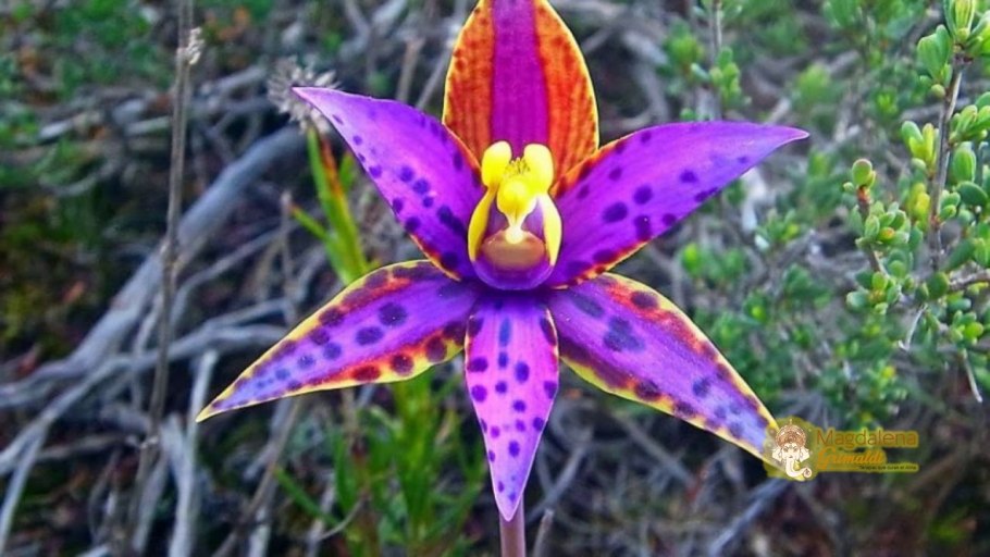 Пустынный горох, Свайнсона прекрасная (Swainsona Formosa)