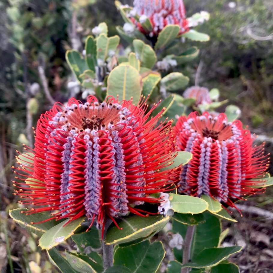 Цветок Банксия протея