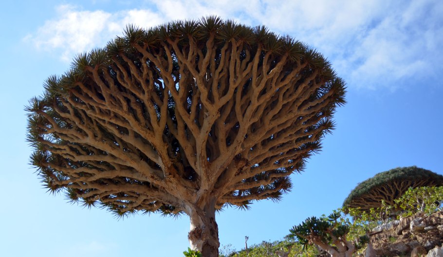 Анигозантос, сорта