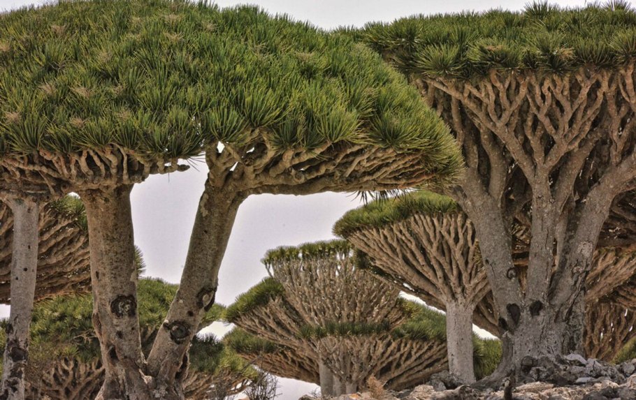 Банксия (Banksia)
