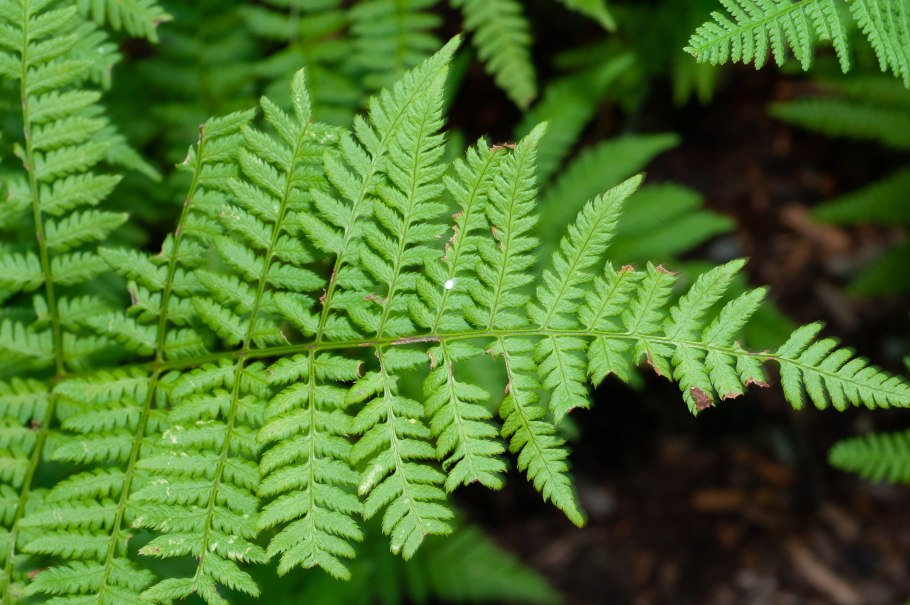 Щитовник гребенчатый - dryopteris cristata