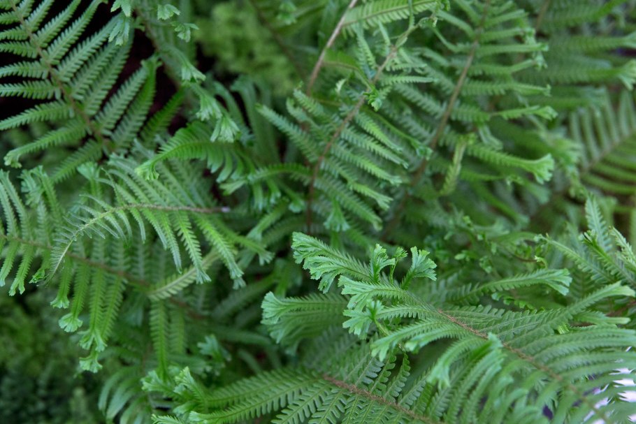 Dryopteris filix-mas(l.) Schott