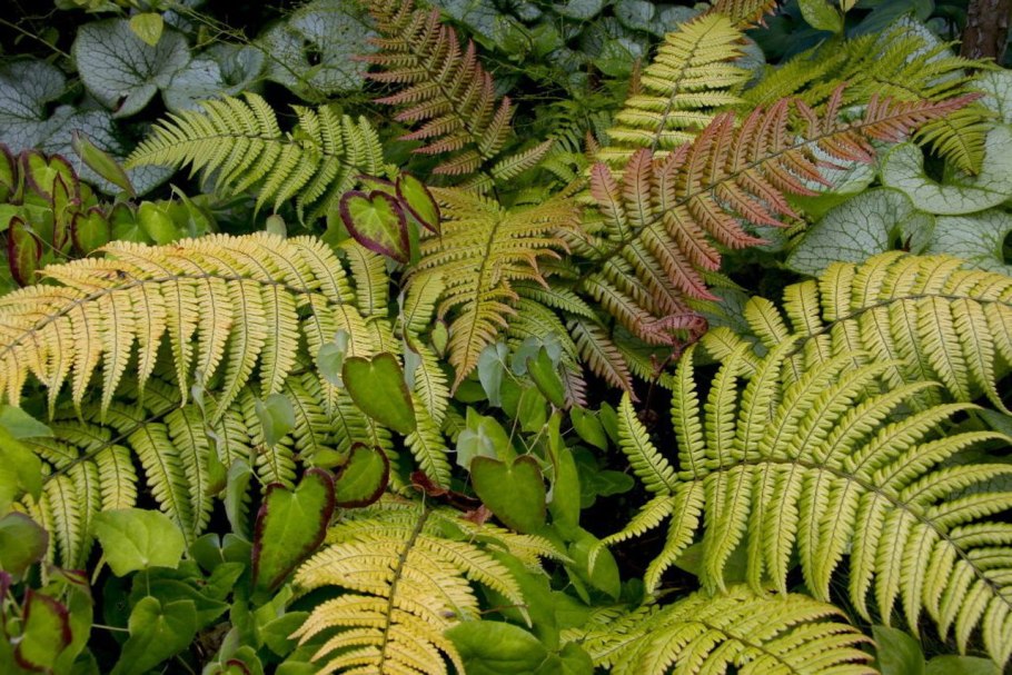 Щитовник dryopteris affinis