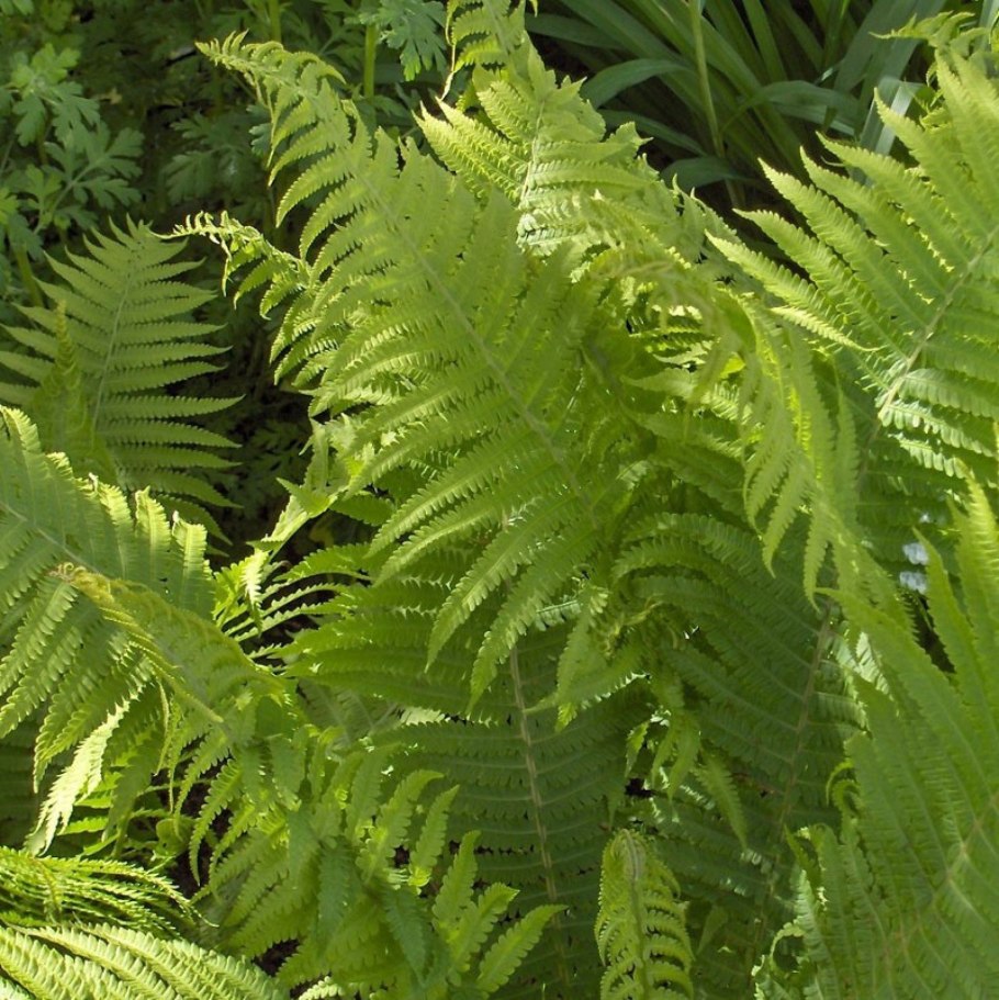 Папоротник dryopteris affinis