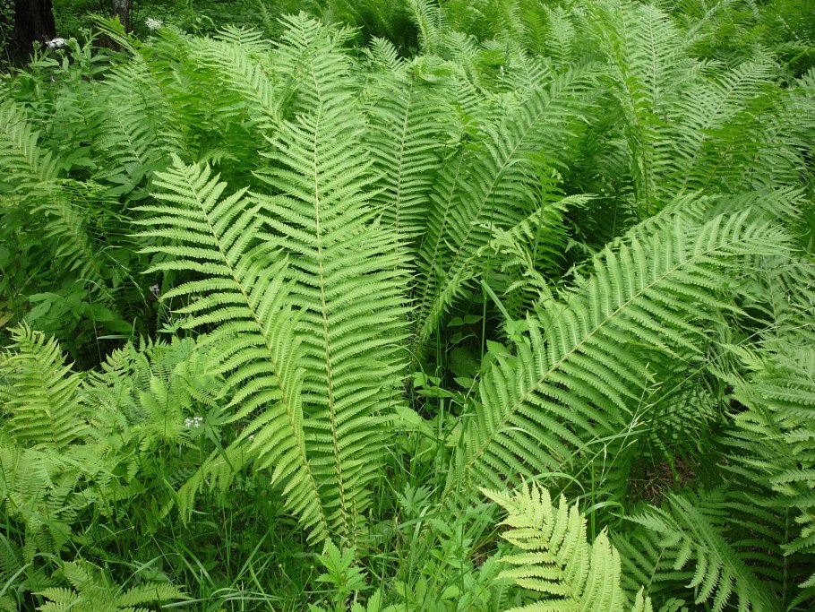 Щитовник dryopteris erythrosora