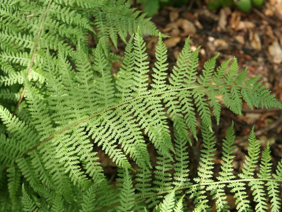 Щитовник dryopteris buschiana