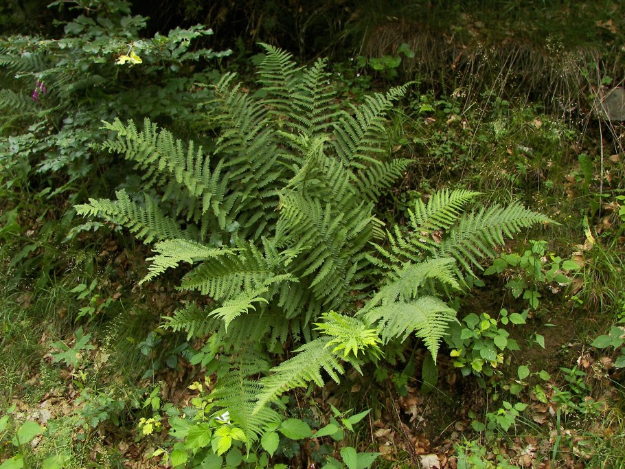 Папоротник Athyrium filix-Femina