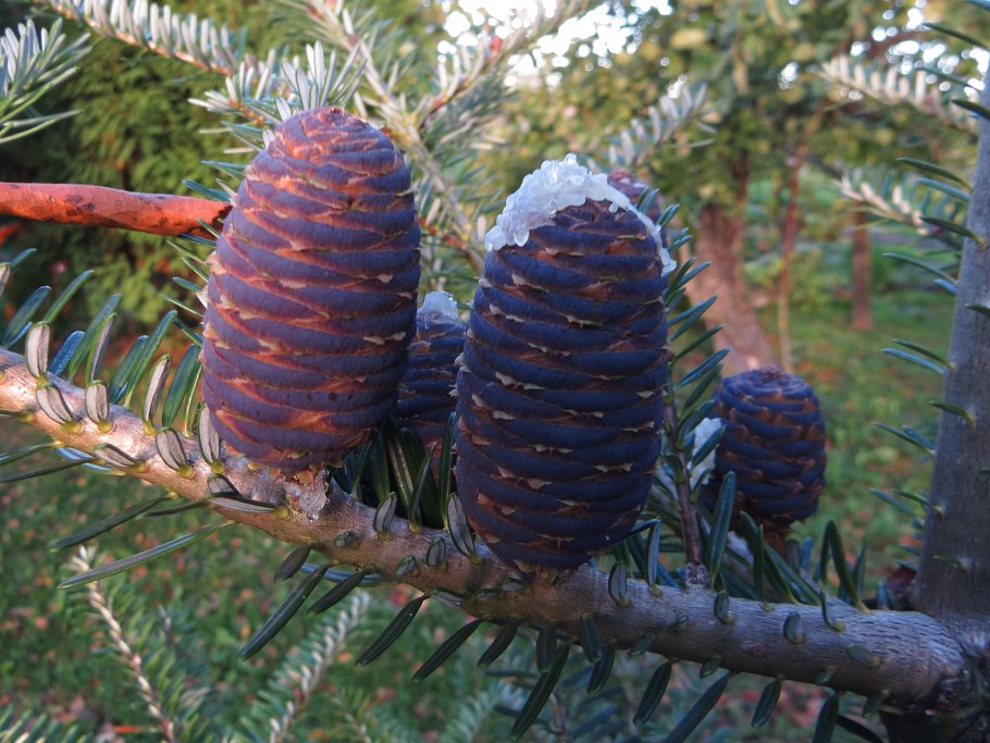 Пихта Сибирская Abies sibirica Ledeb.