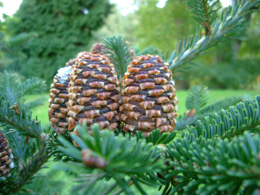 Пихта благородная Abies Nobilis