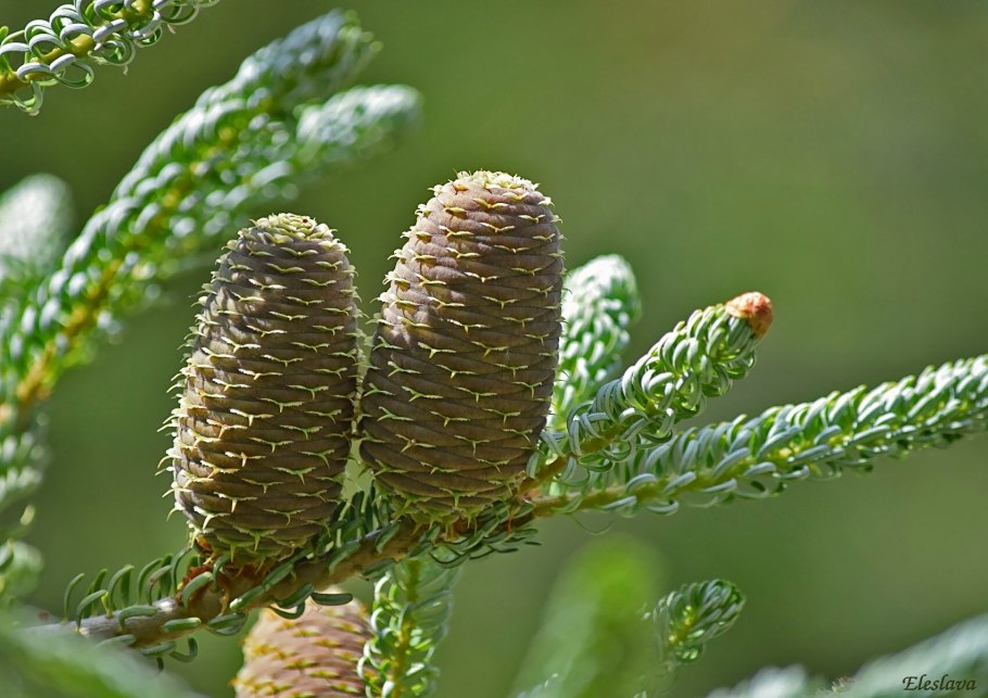 Пихта Abies Koreana