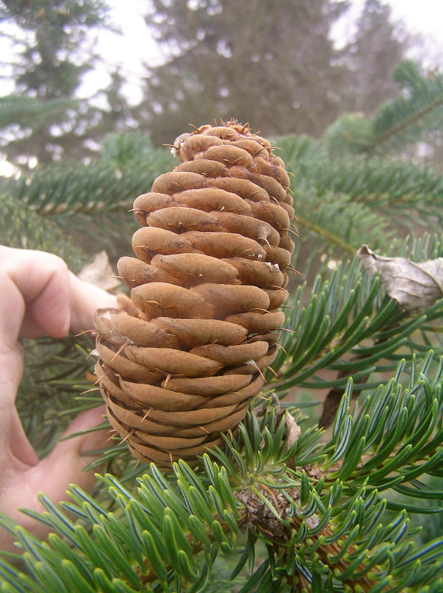 Пихта Кавказская (Abies nordmanniana)