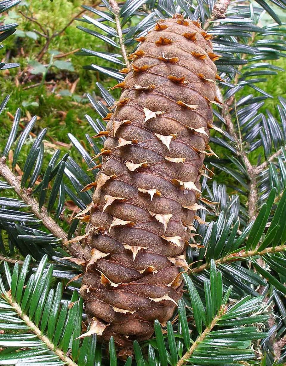 Abies Alba (пихта белая) 'pyramidalis