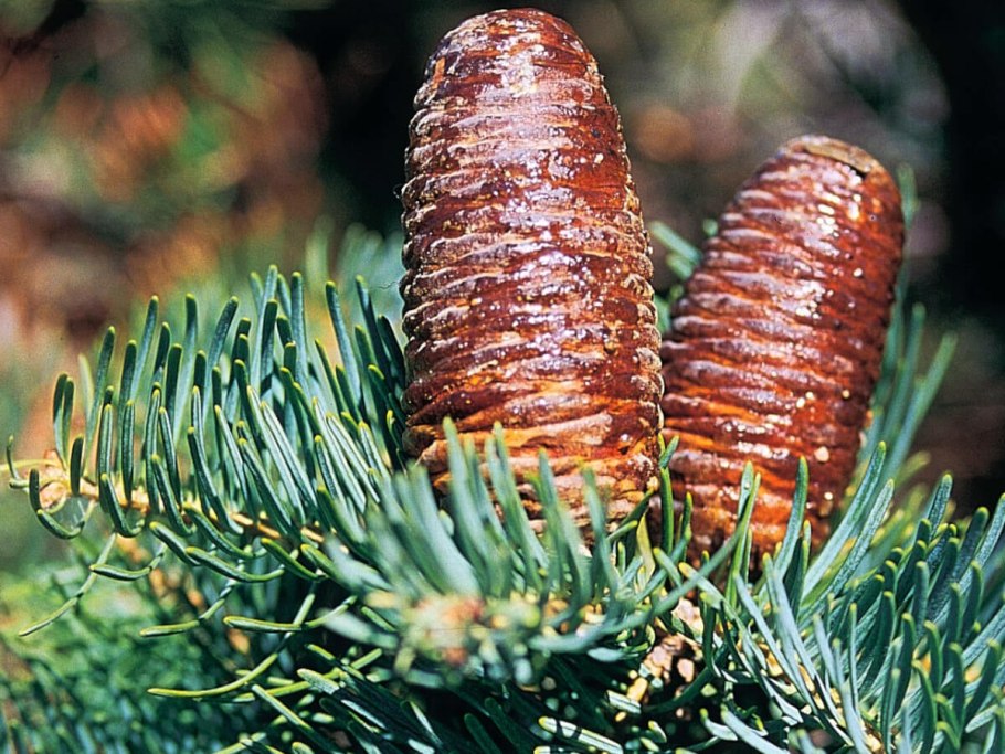 Ель Abies Koreana