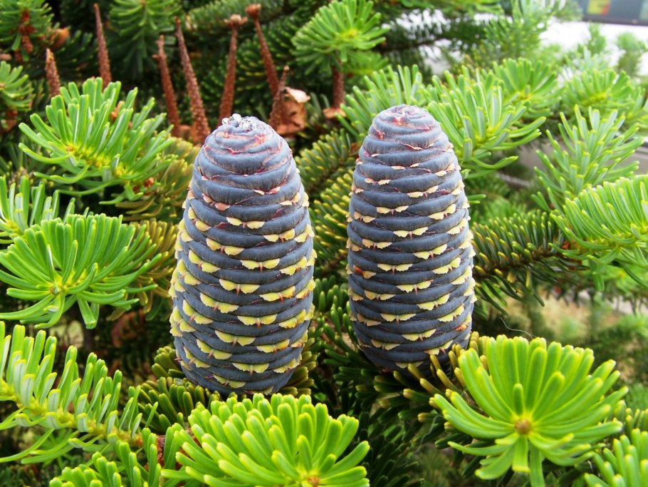 Пихта Сибирская Abies sibirica