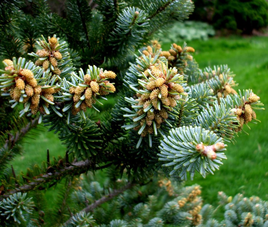 Пихта цельнолистная (Abies holophylla)