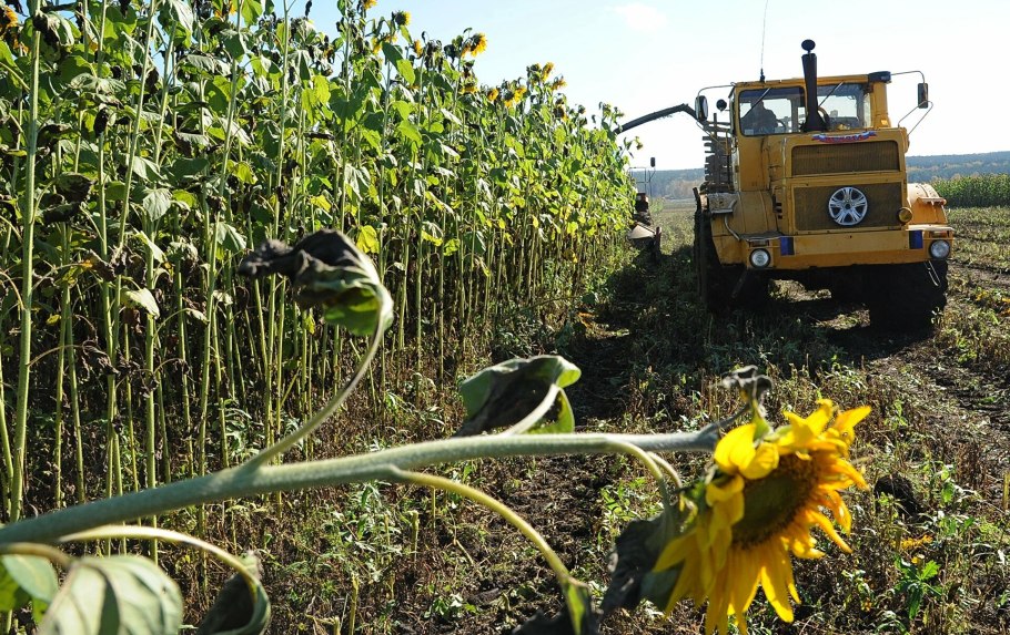 Уборка подсолнечника на силос