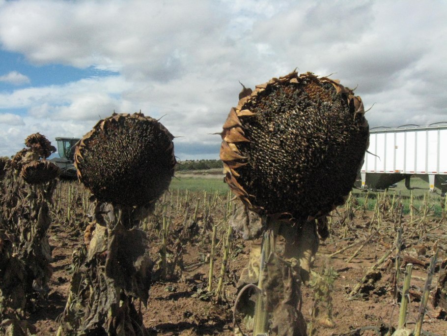 Подсолнечник Франклин кл