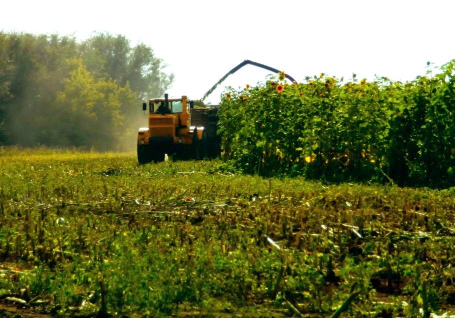 Силосный сорт подсолнечника белоснежный