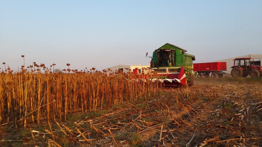 Уборка кукурузы на зерно комбайном