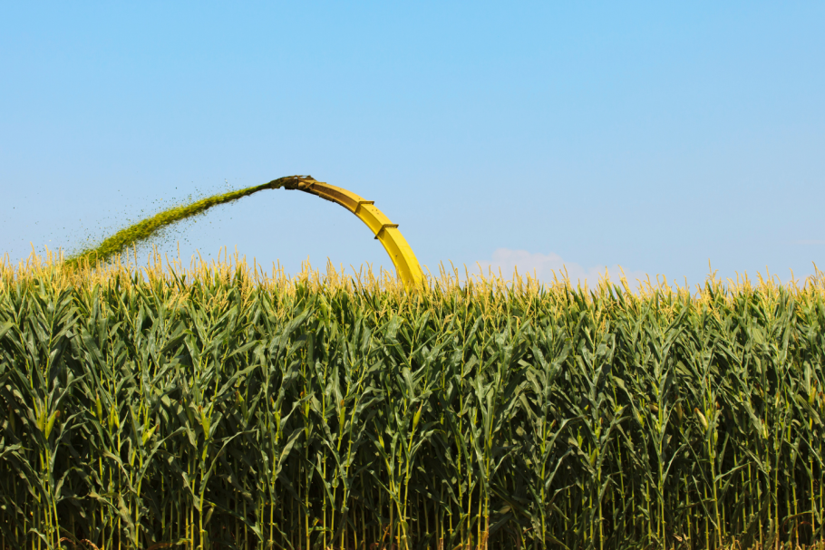 Амброзия в подсолнечнике