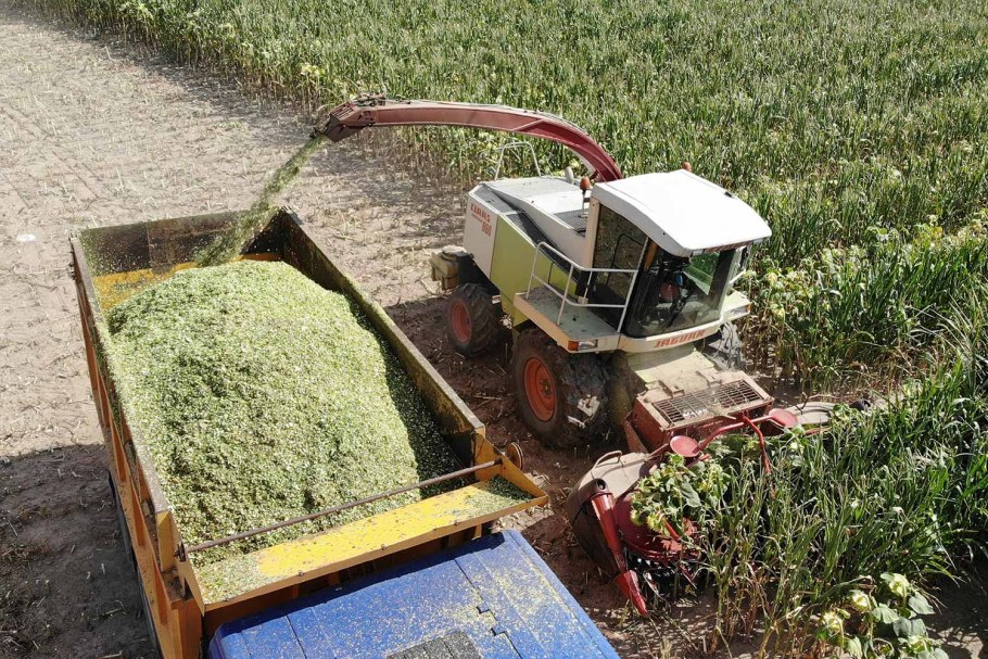 Уборка подсолнечника на силос