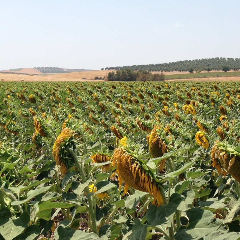 Силосный сорт подсолнечника белоснежный