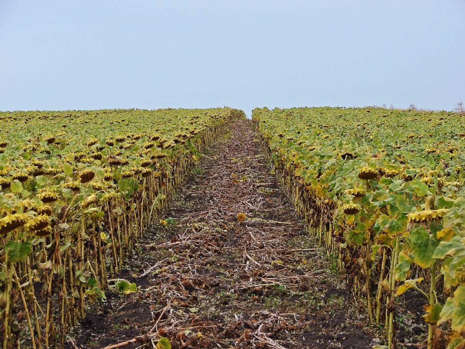 Грызовой подсолнечник