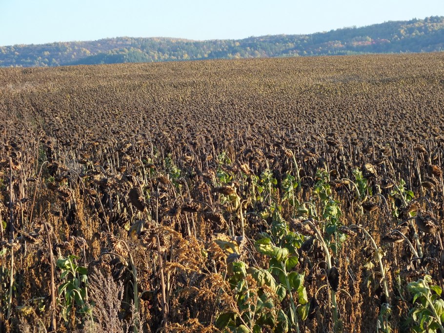 Комбайн Джон Дир уборка подсолнуха