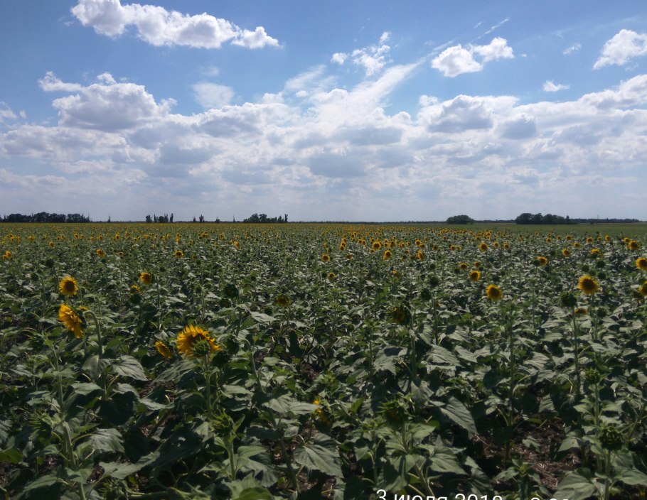 Уборка подсолнечника