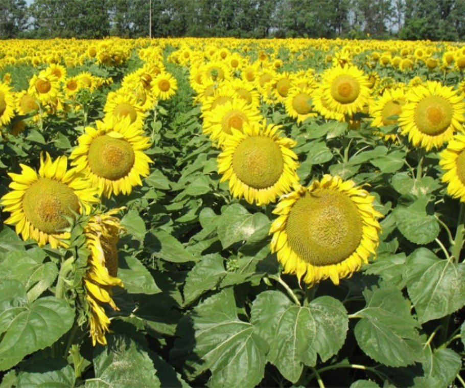 Подсолнечник в полеводстве