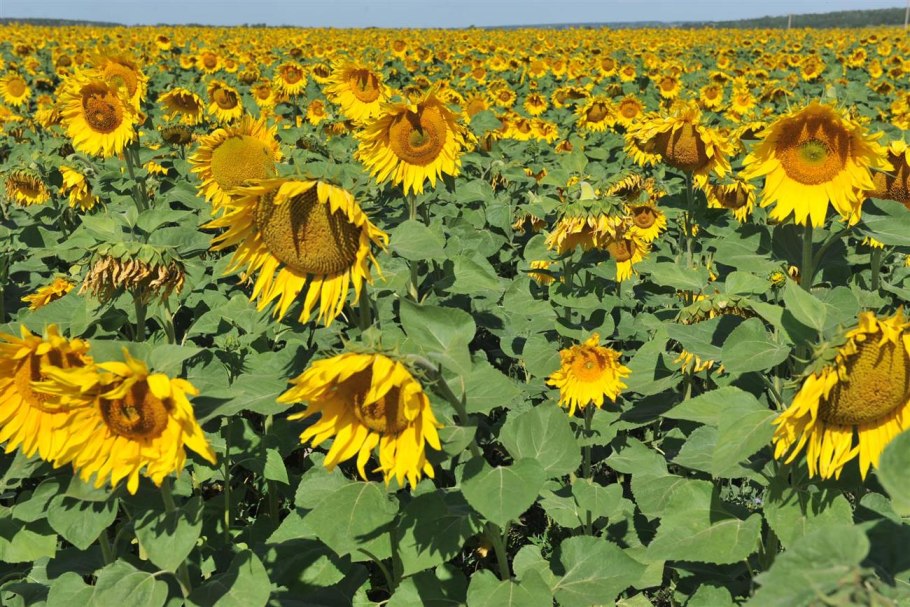 Семена подсолнечника на силос