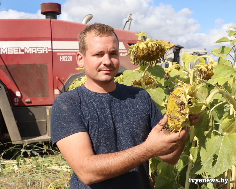 Урожай подсолнухов