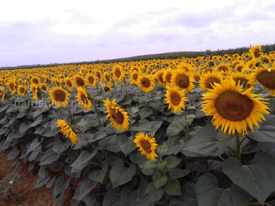 Уборка подсолнухов на полях