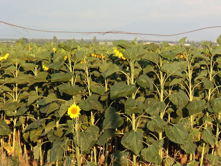 John Deere для уборки подсолнечника